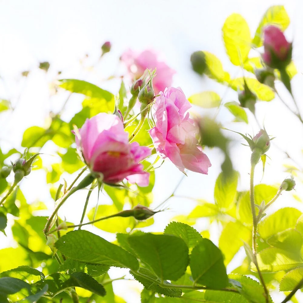 Miss Dior Rose N'Roses woda toaletowa spray - Image 5